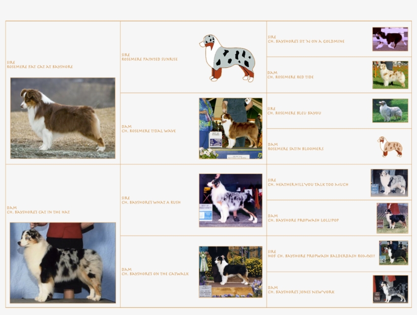 Mailo Is Standing At Stud To Approved Health Tested - Border Collie, transparent png download