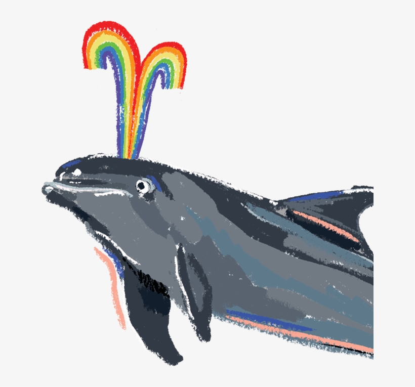 Image Of A Dolphin - Dolphin, transparent png download
