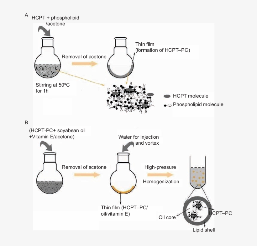 Schematic Illustration Of Formation Of Hcpt Pc And - Diagram, transparent png download