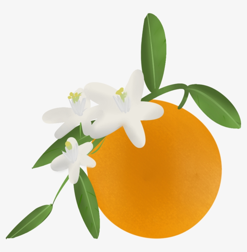 Collection Of High Quality Free - Orange Blossom Clip Art, transparent png download