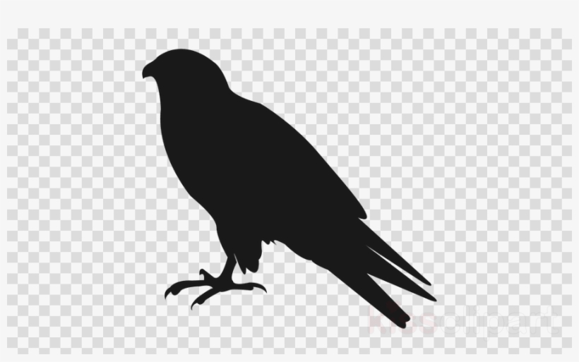 Common Raven Clipart American Crow Bird Common Raven - Clip Art, transparent png download