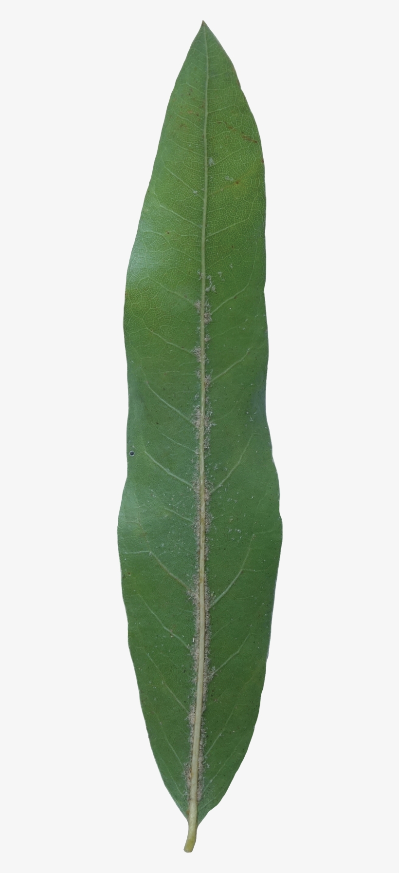 Willow Oak Leaf, transparent png download