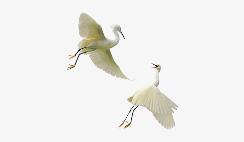 Tube Oiseau Png - Frank I Dropped The Baby, transparent png download