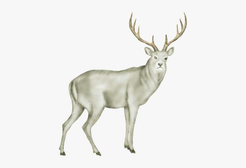 Deer - Animals Images Png Hd, transparent png download