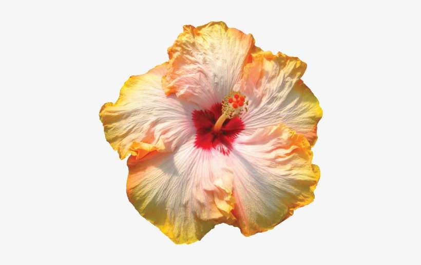 First Kiss™ - First Kiss Hibiscus, transparent png download