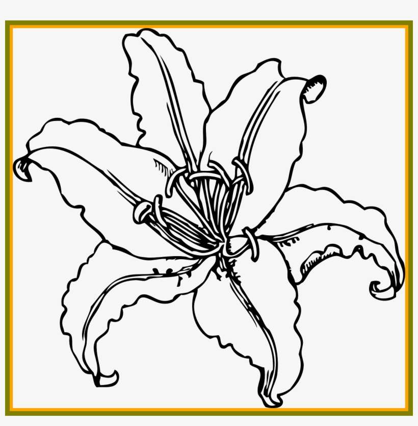 Jpg Library Download Stunning Tiger Flower Outline - Flower And Plant Coloring Book, transparent png download