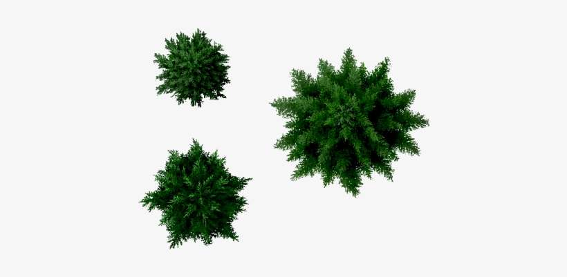 Conifers Tree Pine Tree Plan Png PNG Image Transparent PNG Free Conifers Tree Pine Tree Plan Png PNG Image Transparent PNG Free