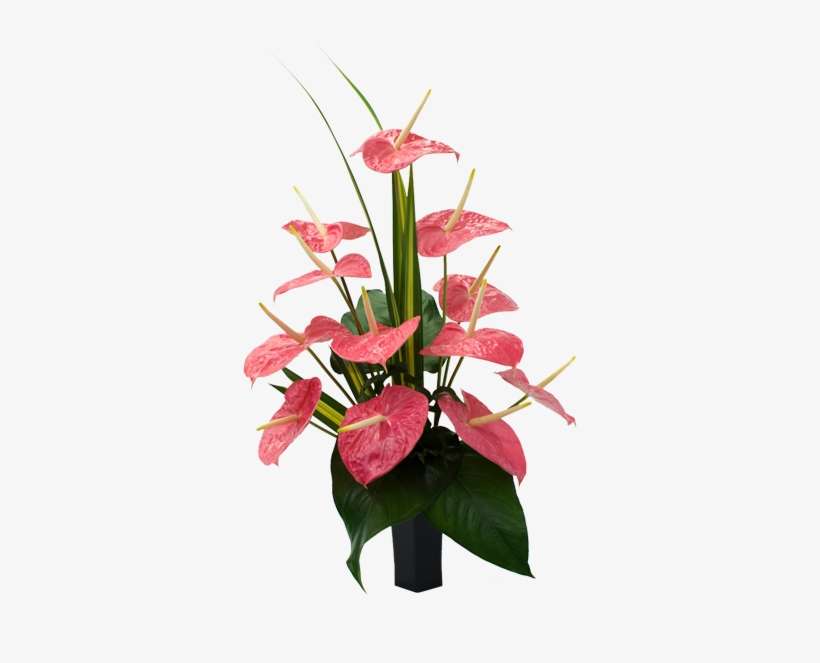 Anthuriums Hawaiian Flowers - Flower, transparent png download