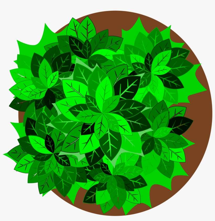 Tree Top View Vector Royalty Free Stock - Plants Clipart Top View, transparent png download
