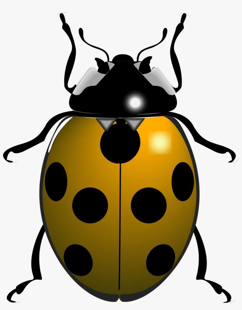Big Image - Black And White Ladybird, transparent png download