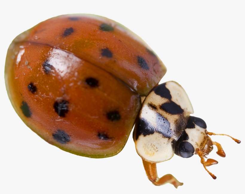 Lady-bug - Ladybird Beetle, transparent png download