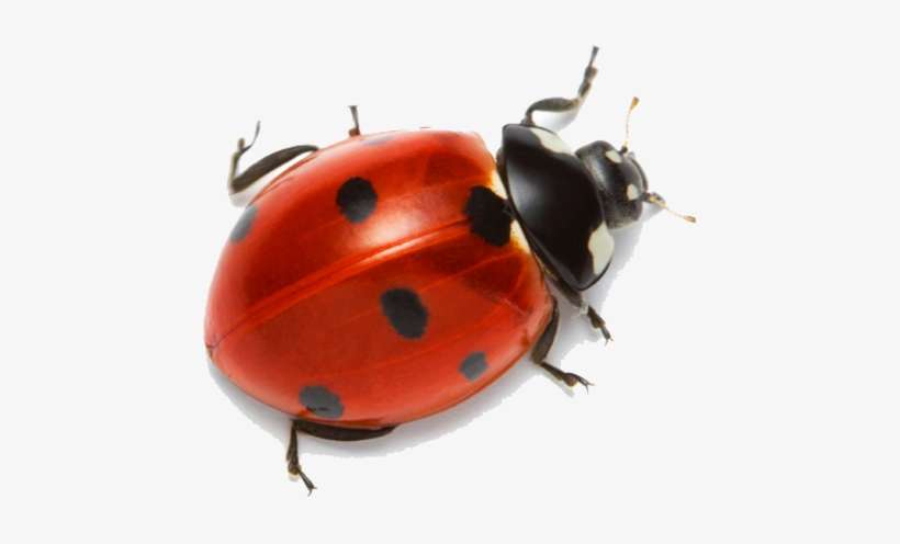 Lady Bug, transparent png download