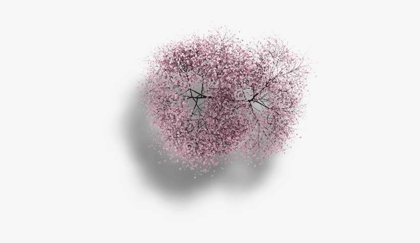 Cherry Blossom Tree Top Png, transparent png download