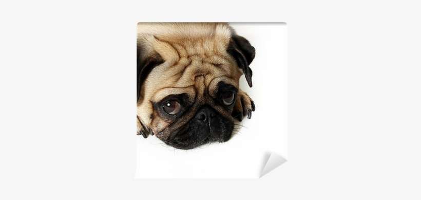 Sad Pug, transparent png download