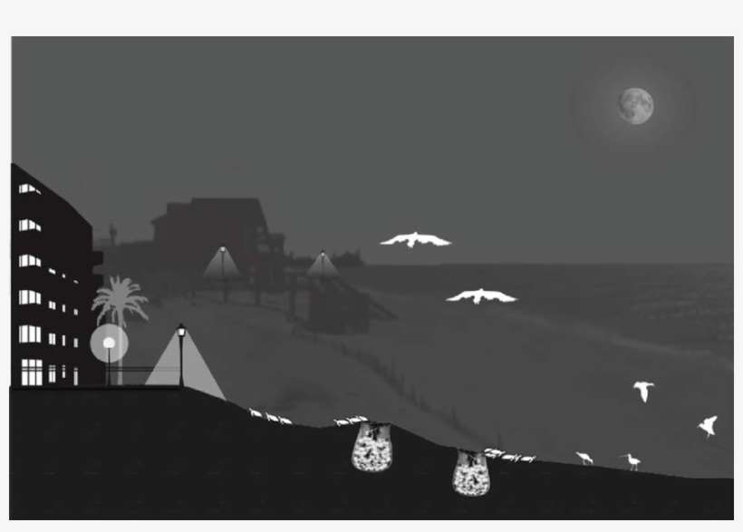 Beach Environments Are Vulnerable To The Effects Of - Travis Longcore, transparent png download