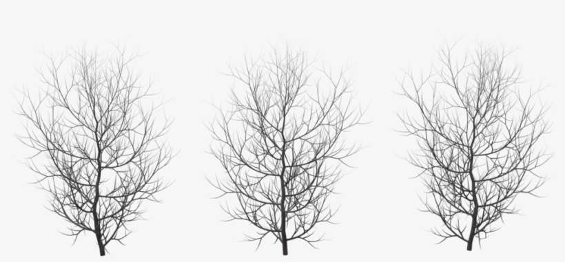 Winter Png Pic - Winter Png, transparent png download