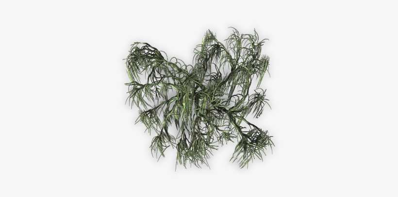 Post - Willow Tree, transparent png download