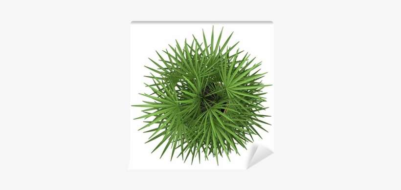 Top View Of Palm Tree In Pot Isolated On White Background - Plant Top View Png, transparent png download