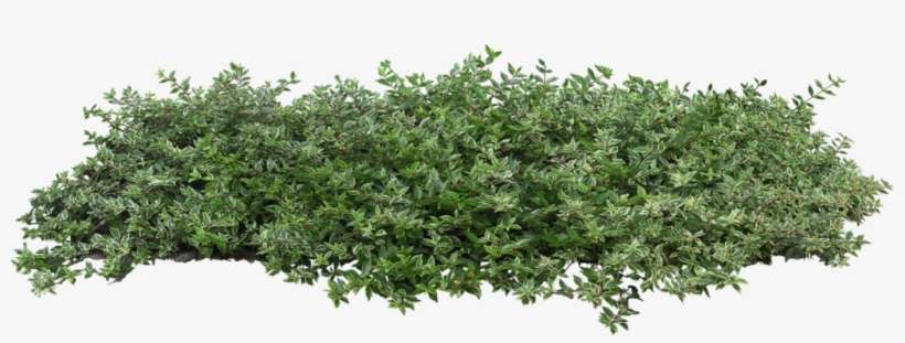Gifs, Animation, Png Images - Transparent Background Shrubs Png, transparent png download