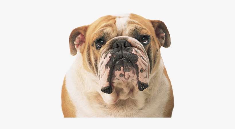 Png Transparent Images All - Bulldog Png, transparent png download