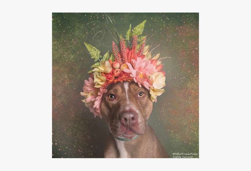 0 Replies 1 Retweet 4 Likes - Pit Bull, transparent png download