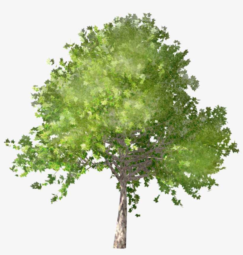 Platane - Tree, transparent png download