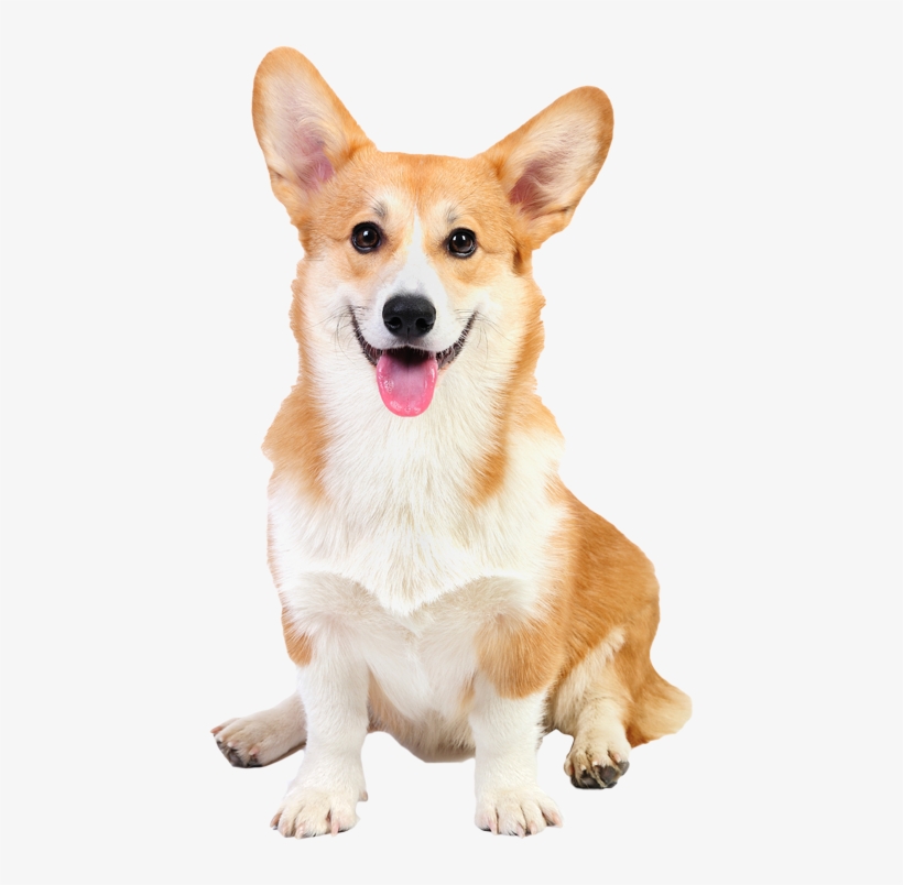 Corgi Herding Heading Pic - Pembroke Welsh Corgi Dog Canvas Print Picture Frame, transparent png download