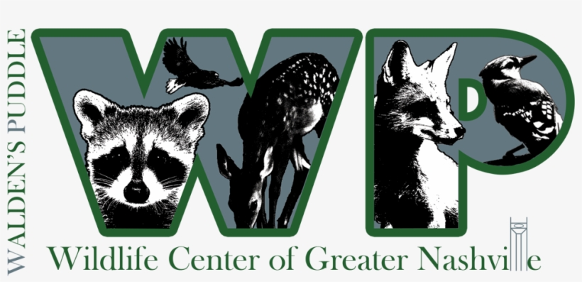 Waldens Puddle, transparent png download