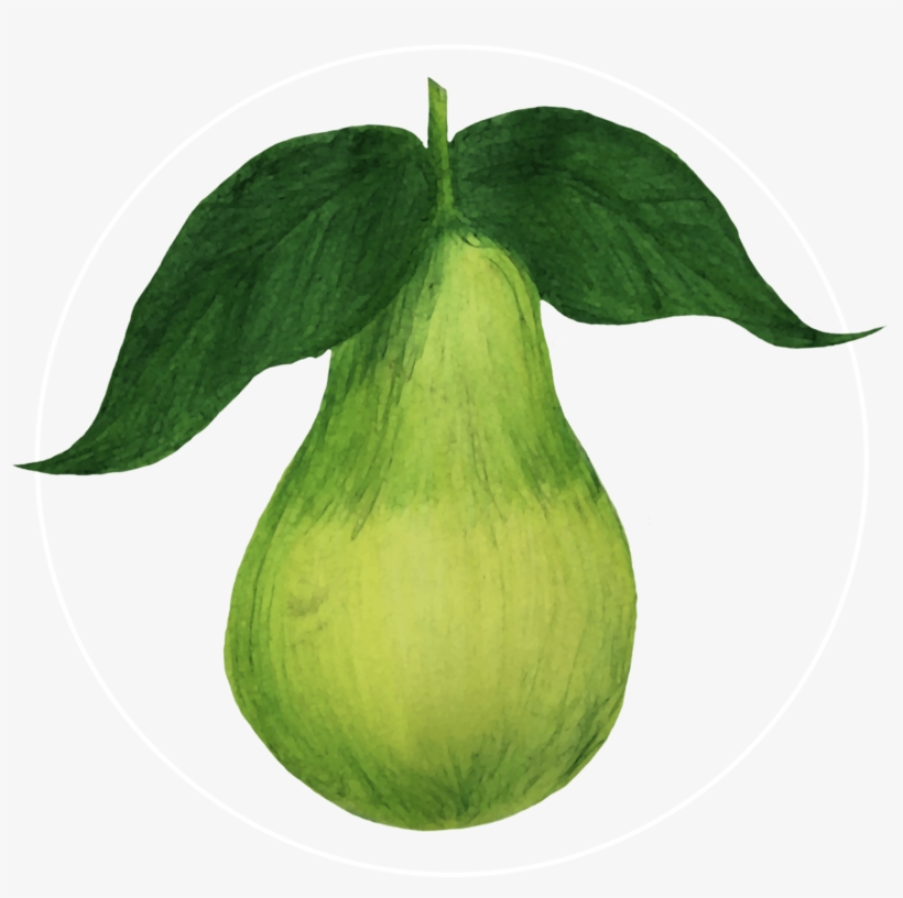 Attribute Motif Pear White - Pear, transparent png download