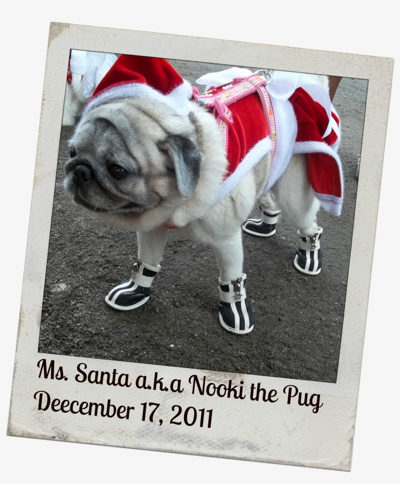That's My First Impression On Nooki The Pug When I - Mrs. Claus, transparent png download