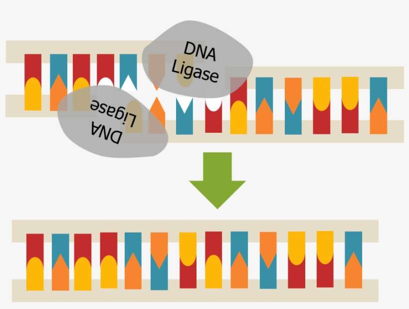 Heather Tsai Dna Ligase - Dna Ligase, transparent png download