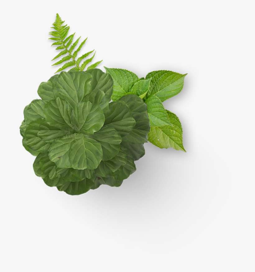 Parsley, transparent png download