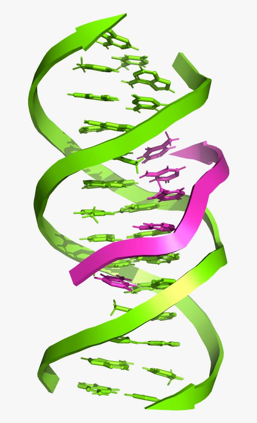 Triple-stranded Dna, transparent png download