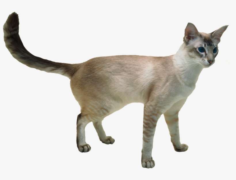 Cat Png, Download Png Image With Transparent Background, - Javanese Cat, transparent png download