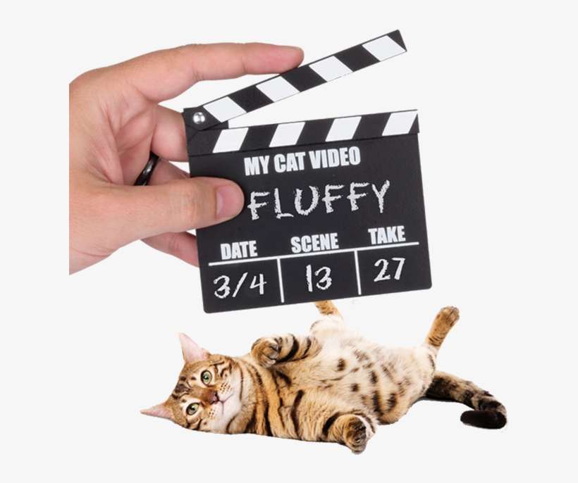 Made Simple For Final Cut Pro On The Mac App Store - Cat Unicorn Good Vs. Evil Unicorn Video Set Including, transparent png download