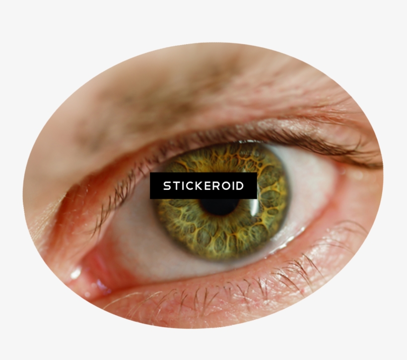 Human Eye - Eye, transparent png download