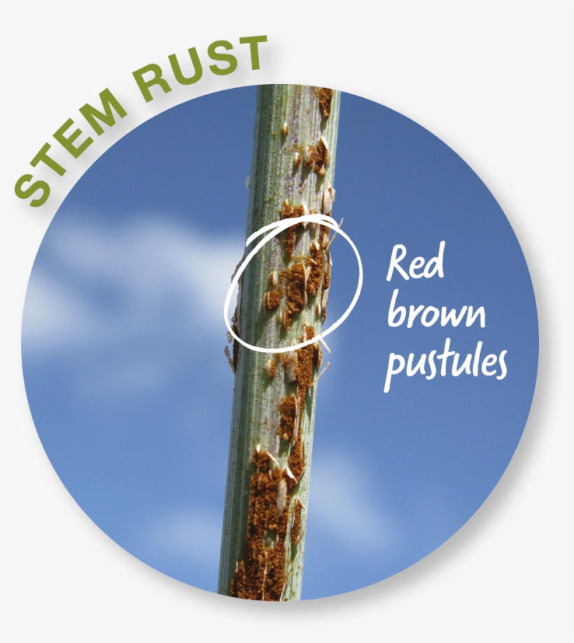 While Fungicides May Work Very Well On Leaf And Stripe, transparent png download