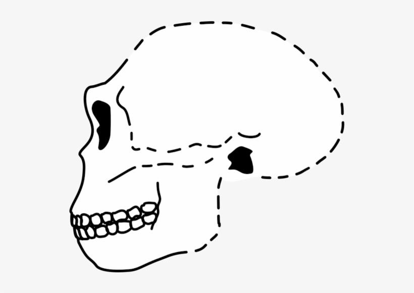 Antecessor Skull - Skull, transparent png download
