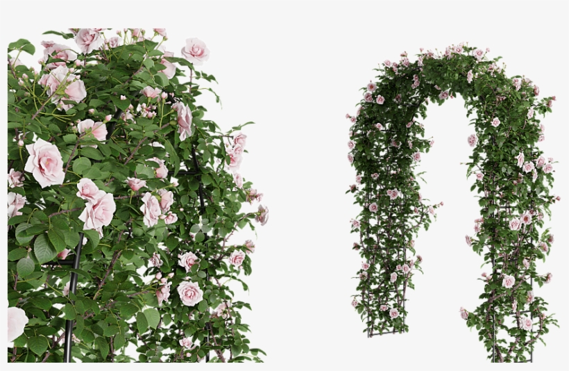 Hi Guys, My Name Is Ján Morek And I Have Started An - Garden Roses, transparent png download