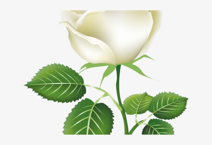 White Rose Clipart Gulab - White Rose Png, transparent png download