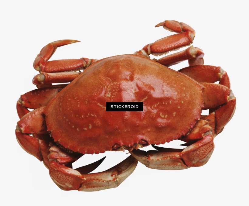 Crab - 螃蟹 图片, transparent png download