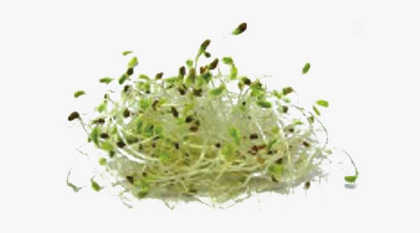Carrot Sprouts - House, transparent png download