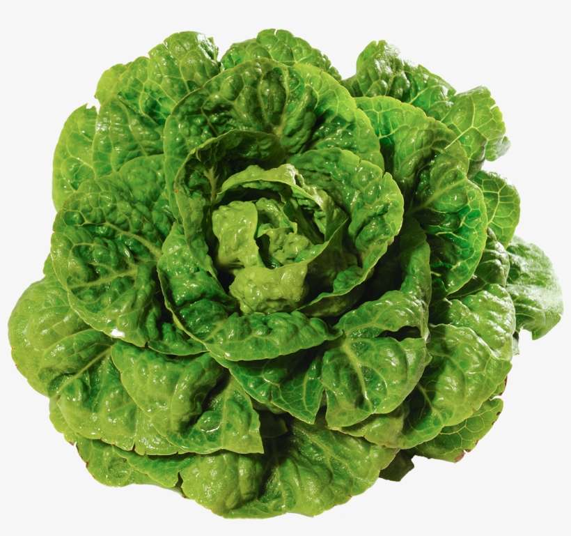 Salade Rouge Salade Frisée Laitue - Lechuga En Png, transparent png download