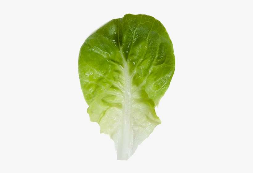 Salanova® Butterhead Green - Chard, transparent png download