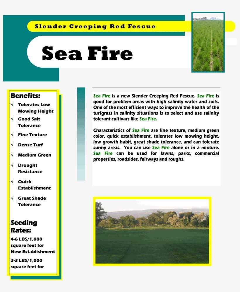Sea Fire Slender Creeping Red Fescue - Smokey Bones, transparent png download