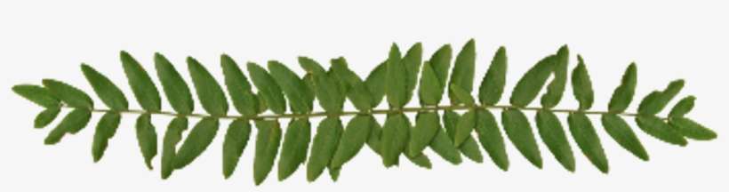 Leaves Leaf Plants Linie Linien Schmucklinien Divider - พี่ ทับทิม พี่ ปลื้ม, transparent png download