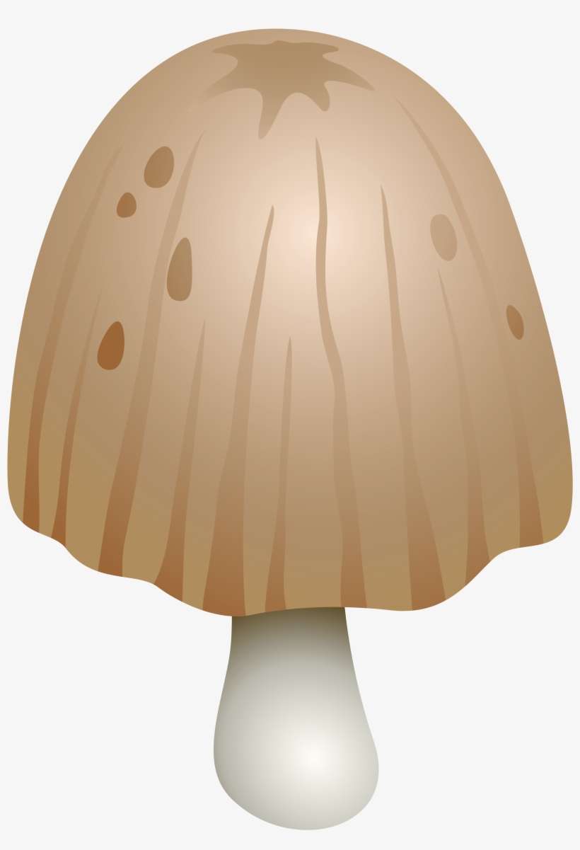 Coprinus Comatus Mushroom Png Clipart - Shiitake, transparent png download