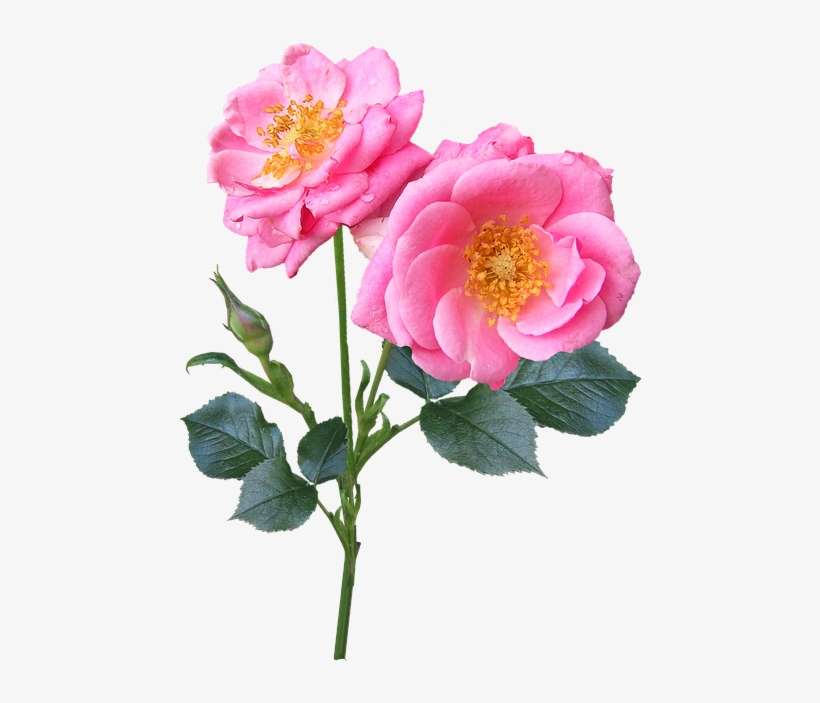 Report Abuse - Garden Roses, transparent png download