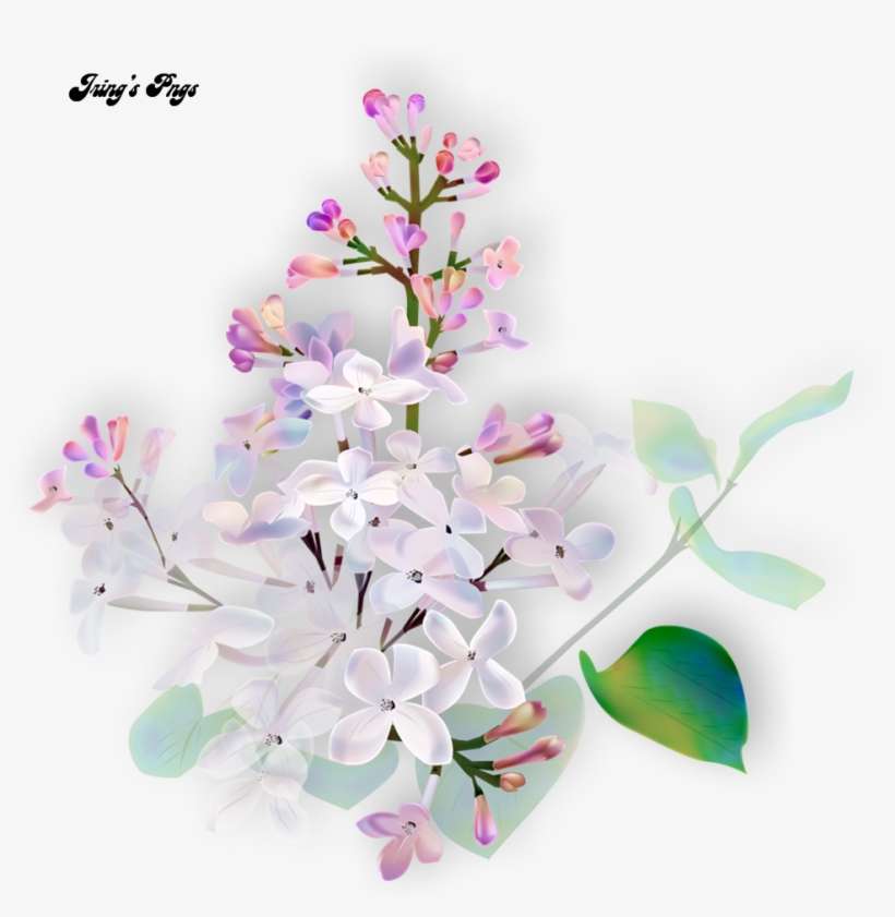 Flores Rosas Png - Clove, transparent png download
