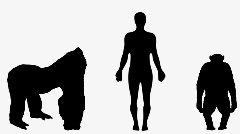 Open - Chimpanzee, transparent png download